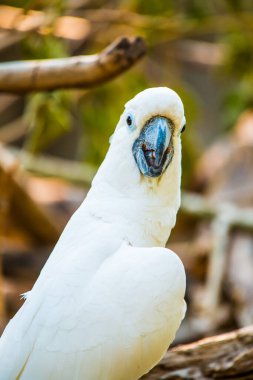 Sarı tepeli Kakadu Portresi, Tayland