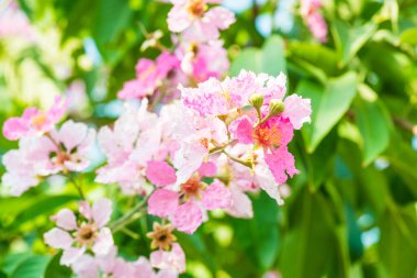 Yeşil yapraklı Lagerstroemia çiçekleri, Tayland