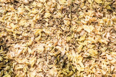 Tayland 'da Altın Sağanak Çiçekleri