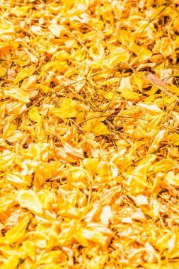 Tayland 'da Altın Sağanak Çiçekleri