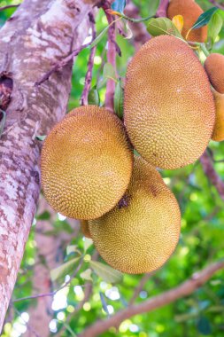 Ağaçta Jackfruit, Tayland