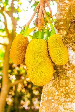 Ağaçta Jackfruit, Tayland