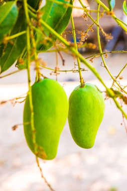 Ağaçta mango meyvesi, Tayland