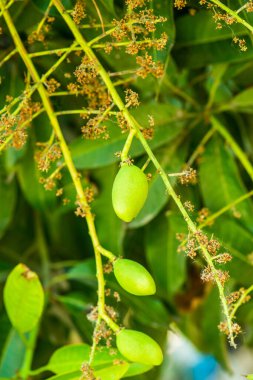 Genç mango meyvesi ağaçta, Tayland