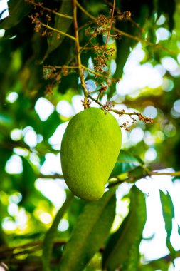 Ağaçta mango meyvesi, Tayland