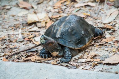 Turuncu Kafalı Tapınak Terrapin veya Dev Asya Gölet Kaplumbağası, Tayland