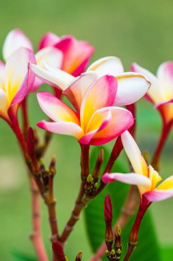 Frangipani çiçeklerini kapat, Tayland