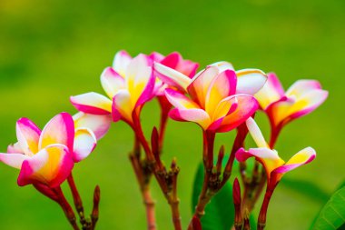 Frangipani çiçeklerini kapat, Tayland