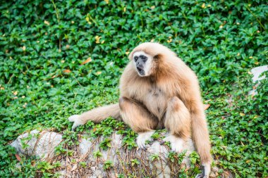 Beyaz elli Gibbon 'un Portresi, Tayland