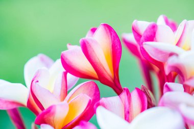 Frangipani çiçeklerini kapat, Tayland