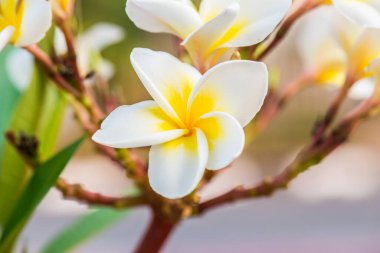 Beyaz Frangipani çiçeklerini kapat, Tayland