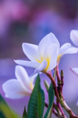 Beyaz Frangipani çiçeklerini kapat, Tayland