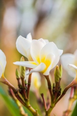 Beyaz Frangipani çiçeklerini kapat, Tayland