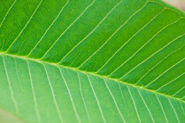 Bahçede Frangipani yaprağı, Tayland