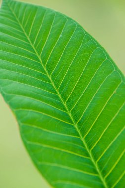 Bahçede Frangipani yaprağı, Tayland