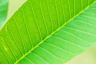 Bahçede Frangipani yaprağı, Tayland