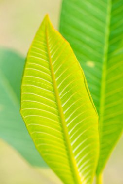 Bahçede Frangipani yaprağı, Tayland