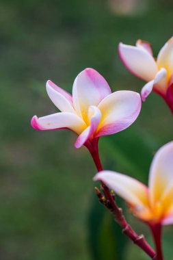 Frangipani çiçeklerini kapat, Tayland