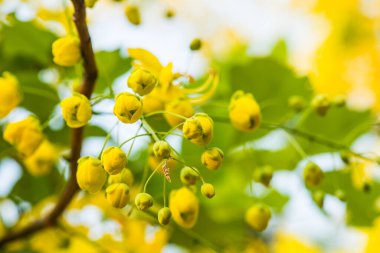 Ağaç, Tayland 'da Altın Sağanak Çiçekleri