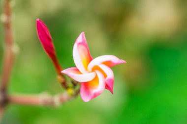 Frangipani çiçeklerini kapat, Tayland