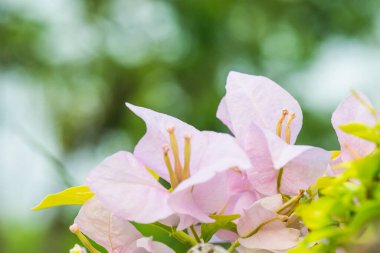 Tayland 'daki Pembe Begonvil Çiçekleri' ni kapatın.