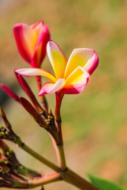 Frangipani çiçeklerini kapat, Tayland