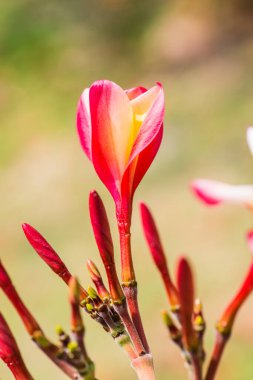 Frangipani çiçeklerini kapat, Tayland