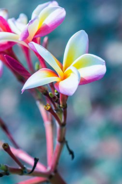 Frangipani çiçeklerini kapat, Tayland