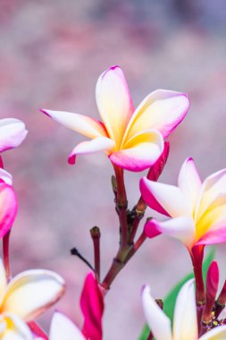 Frangipani çiçeklerini kapat, Tayland
