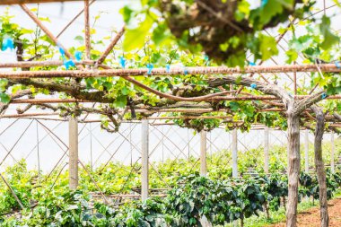 Tayland 'da üzüm ağaçları