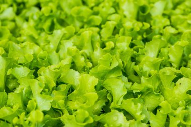 Tayland 'da bir fidan tepsisinde sebze fideleri.