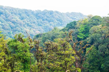 Doi Inthanon Ulusal Parkı, Tayland Ormanı