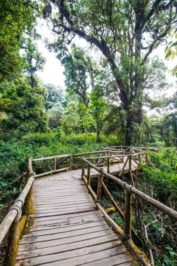 Doi Inthanon Ulusal Parkı 'nda Doi Trail, Tayland