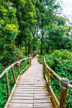 Doi Inthanon Ulusal Parkı 'nda Doi Trail, Tayland