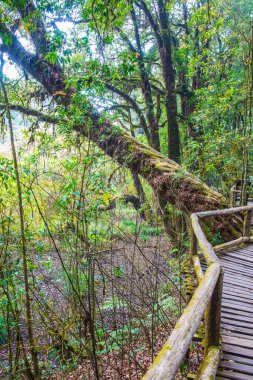 Doi Inthanon Ulusal Parkı 'nda Doi Trail, Tayland
