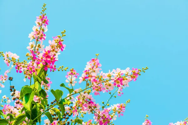 Lagerstroemia çiçekleri mavi gökyüzü, Tayland