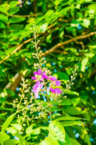 stock image Lagerstroemia flowers with green leaves background, Thailand