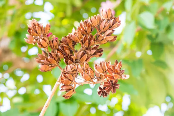 Lagerstroemia meyvesi ağaçta, Tayland