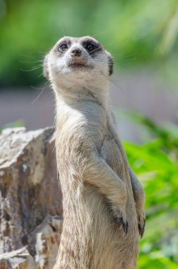 Taşın üstünde mirket, Tayland.