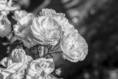 Gülleri kapat, Tayland