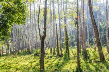 Landscape of Thai forest, Thailand