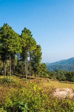 Tayland 'ın Chiangmai eyaletindeki Dağ Ormanı