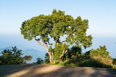 View point in national park at Chiangmai province, Thailand