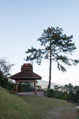 Tayland ulusal parkında Tayland tarzı dinlenme evi olan çam ağacı.