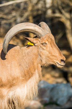 Berberi Koyunlarının Portresi, Tayland