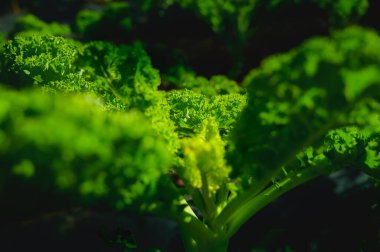 Tayland 'ın Chiang Mai eyaletindeki tarımsal alanlarda taze lahana..