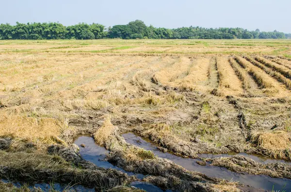 Thai style rice field in winter season, Thailand