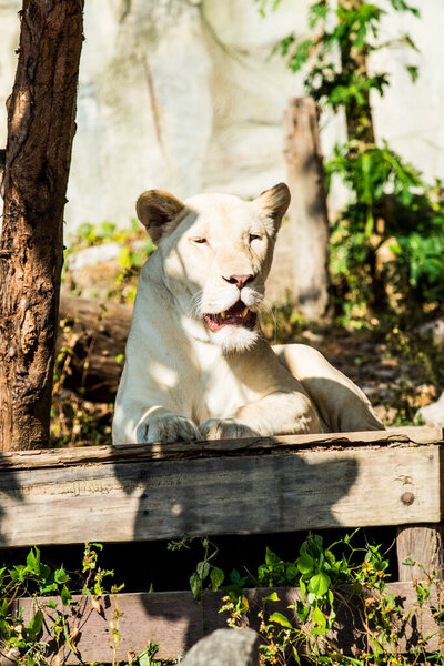 Portrait of White Lion, Thailand