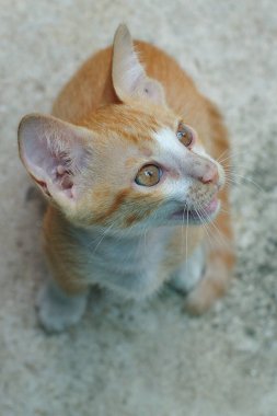 Altın Tayland kedisi ya da Tayland kedisi 