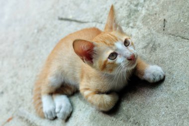 Altın Tayland kedisi ya da Tayland kedisi 